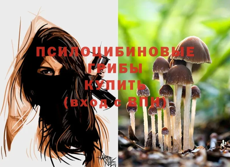 блэк спрут рабочий сайт  Североуральск  Псилоцибиновые грибы Psilocybe 